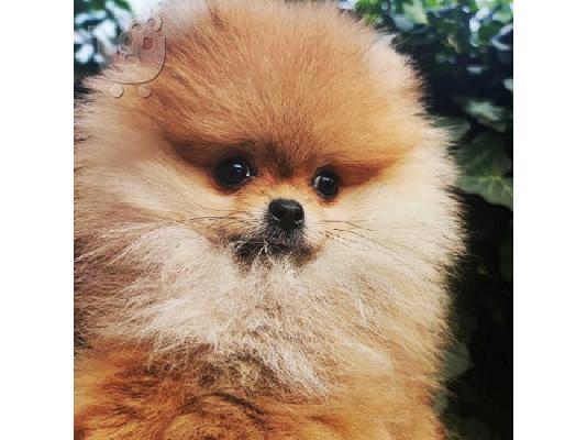 PoulaTo: Pomeranian, όμορφα κουτάβια